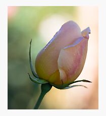 Rose Bud Photographic Print