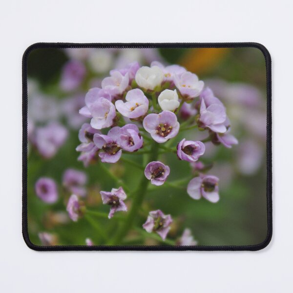 Item preview, Lobularia maritima designed and sold by rubylouiseart.