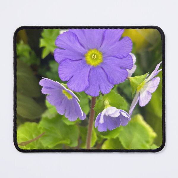Item preview, Primula, purple flowers  designed and sold by Lauracolleen3.