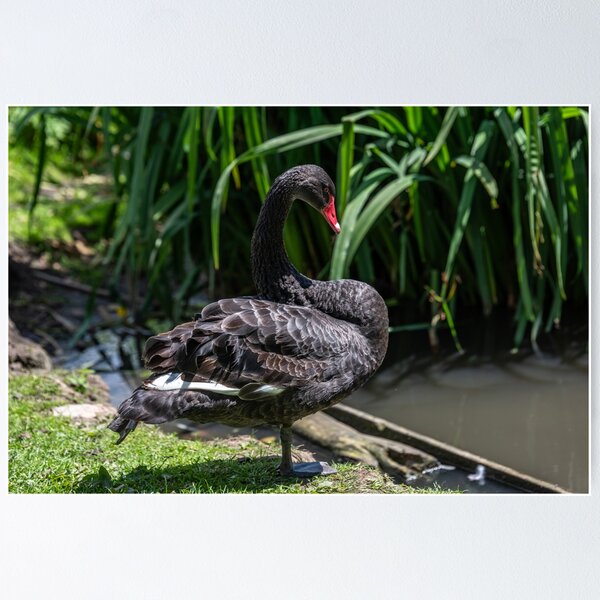 Aperçu de l'œuvre Élégant cygne noir au bord de l'eau créée et vendue par David Patterson.