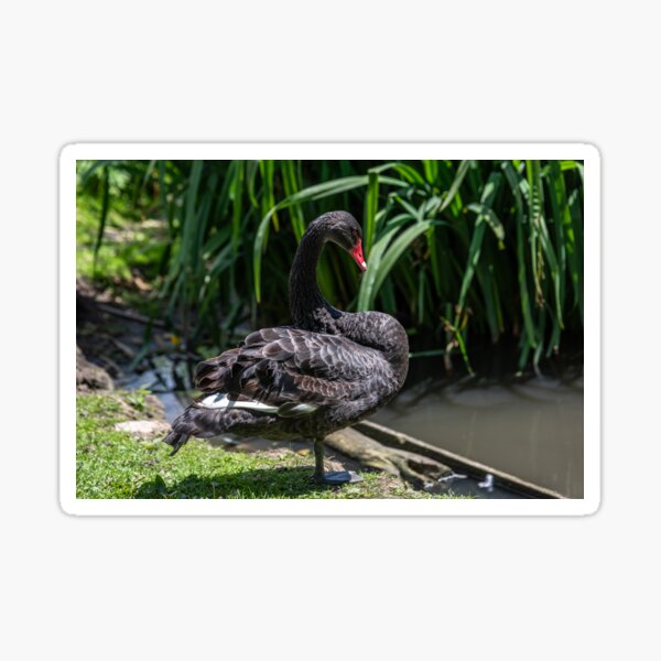 Item preview, Elegant Black Swan by the Water designed and sold by David Patterson.