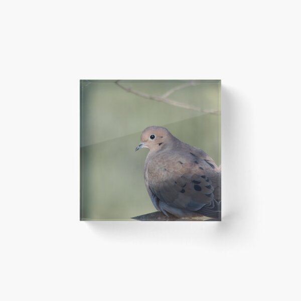 Item preview, Turtle Dove designed and sold by lisapicklepizza.
