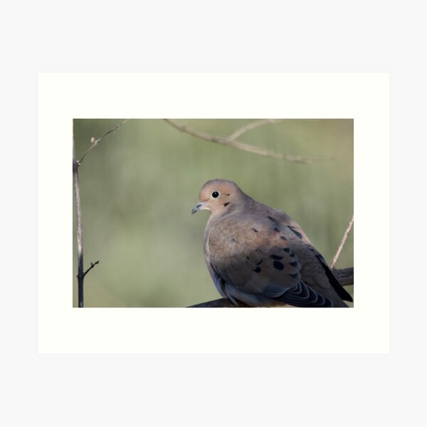 Item preview, Turtle Dove designed and sold by lisapicklepizza.