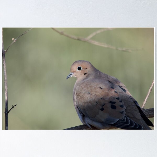 Item preview, Turtle Dove designed and sold by lisapicklepizza.