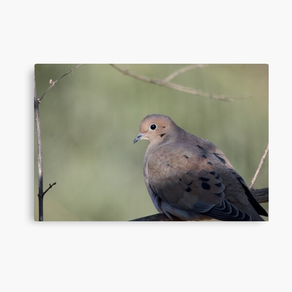 Item preview, Turtle Dove designed and sold by lisapicklepizza.