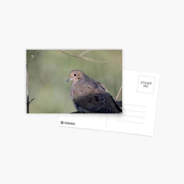 Item preview, Turtle Dove designed and sold by lisapicklepizza.