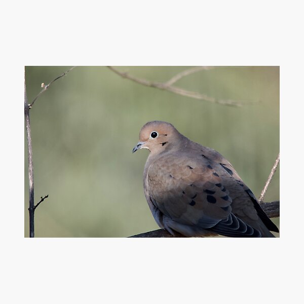 Item preview, Turtle Dove designed and sold by lisapicklepizza.