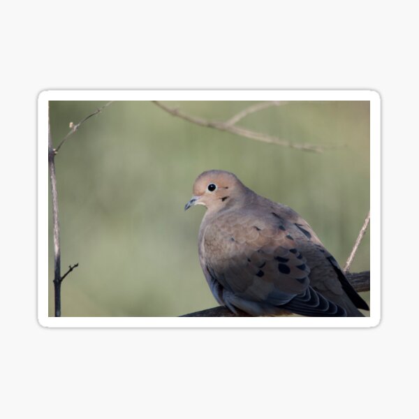 Item preview, Turtle Dove designed and sold by lisapicklepizza.