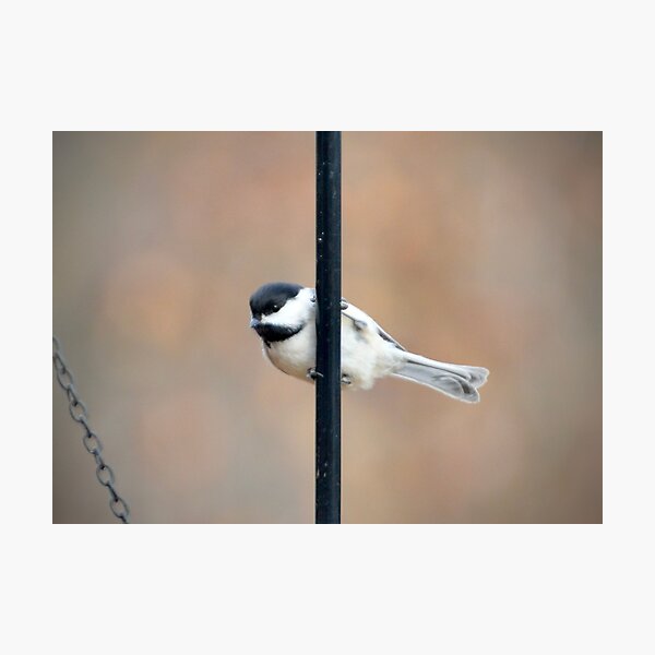 Item preview, Chicadee designed and sold by lisapicklepizza.