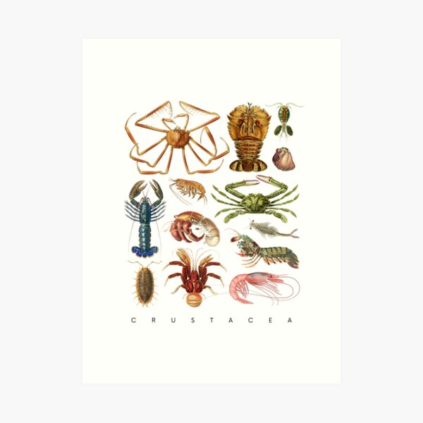 Item preview, Crustacea designed and sold by diologic.