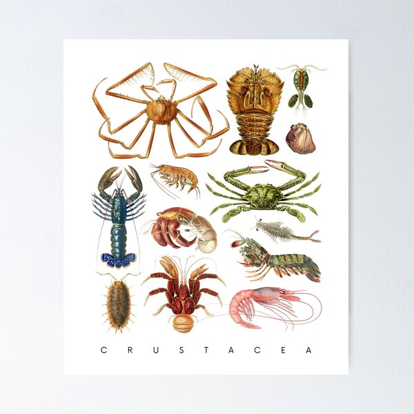 Item preview, Crustacea designed and sold by diologic.