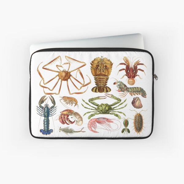 Item preview, Crustacea designed and sold by diologic.