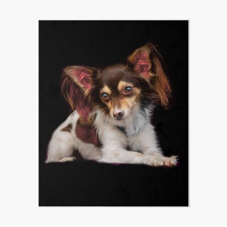 Item preview, Papillon designed and sold by Patricia Brown.