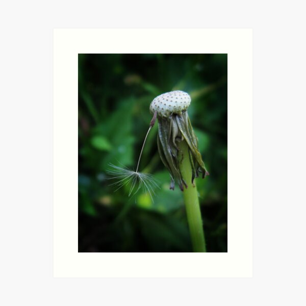 Item preview, Obstinate designed and sold by janetlee.