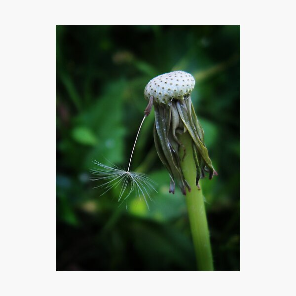 Item preview, Obstinate designed and sold by janetlee.