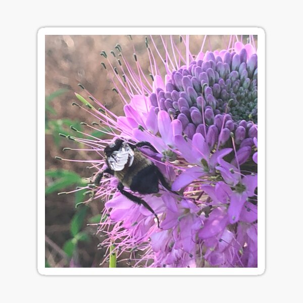 Item preview, Busy Bee designed and sold by Mountain Westscapes.