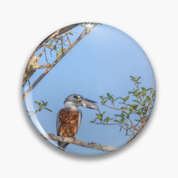 Item preview, Ringed Kingfisher Catches Lunch Pantanal Brazil designed and sold by PhotoArt by Joan Carroll.