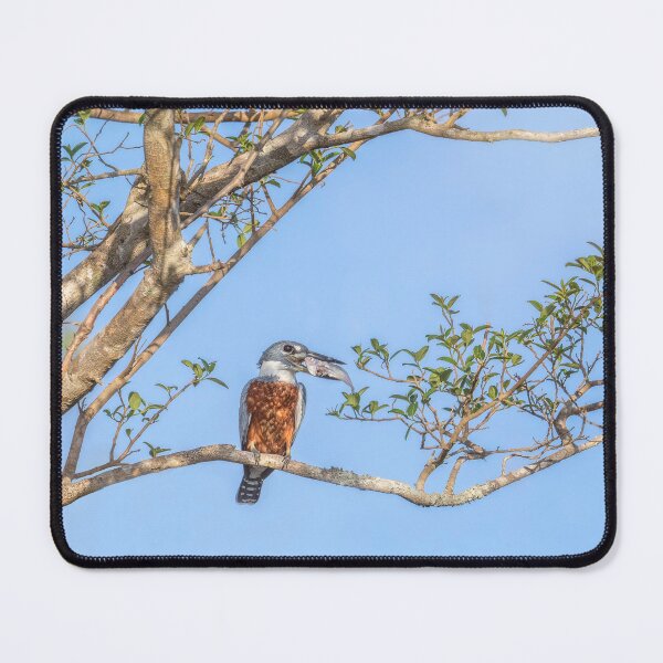 Item preview, Ringed Kingfisher Catches Lunch Pantanal Brazil designed and sold by PhotoArt by Joan Carroll.