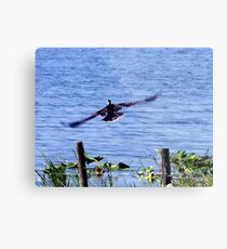 Cormorant in flight Metal Print
