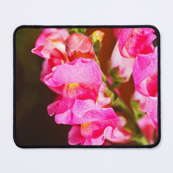Item preview, Snapdragon Flowers Vibrant And Pink designed and sold by Joy Watson - Natural Light Photography .