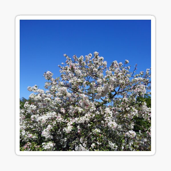 Item preview, White apple blossom, blue sky designed and sold by LittleBettyMakes.