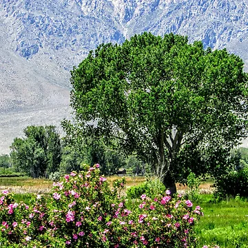 Artwork thumbnail, Wild Roses by MARILYN DIAZ