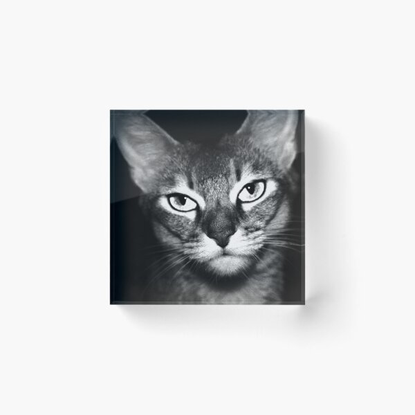 Item preview, beloved Chausie cat designed and sold by Kacharava.