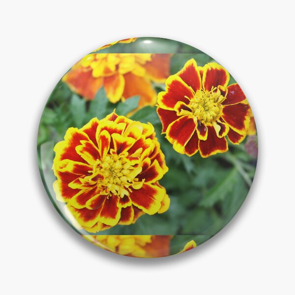 Item preview, Calendula designed and sold by manoloshoping.