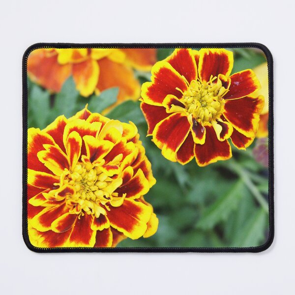 Item preview, Calendula designed and sold by manoloshoping.