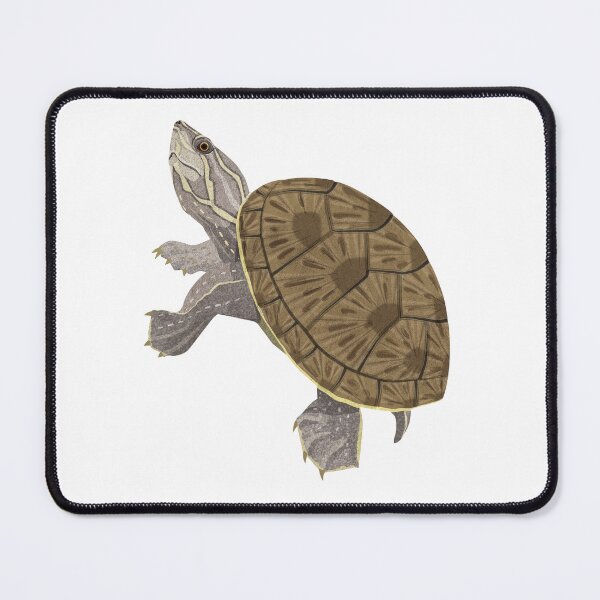 Item preview, Common Musk Turtle designed and sold by Rie-TortoTurtle.