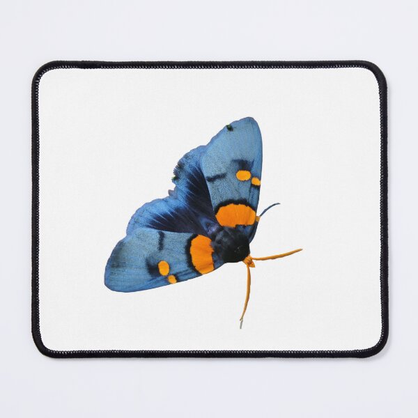 Item preview, Egybolis valliantina / African peach moth  designed and sold by Entomologist.