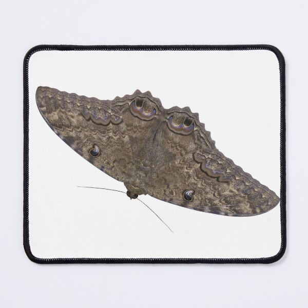 Item preview, Ascalapha odorata / Black witch moth HD sticker designed and sold by Entomologist.