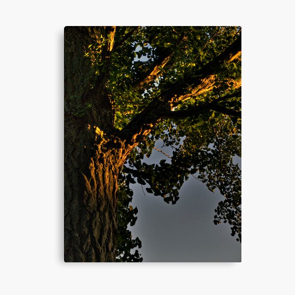 Ginko Tree (detail) Canvas Print