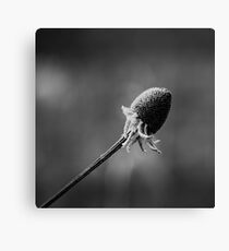 Forgotten Daisy Canvas Print