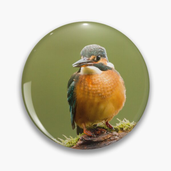 Item preview, Kingfisher  designed and sold by Jane Stanley Photography.