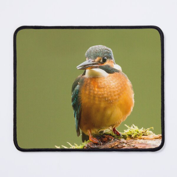Item preview, Kingfisher  designed and sold by Jane Stanley Photography.