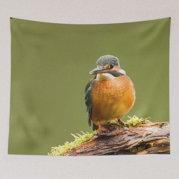 Item preview, Kingfisher  designed and sold by Jane Stanley Photography.
