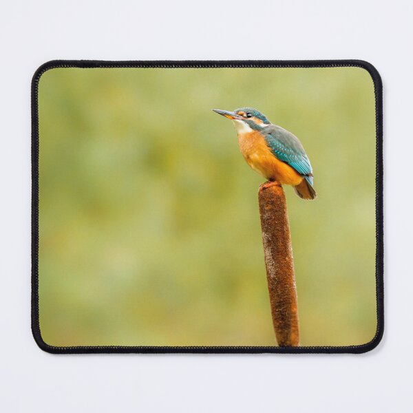 Item preview, Kingfisher and Bullrush designed and sold by Jane Stanley Photography.