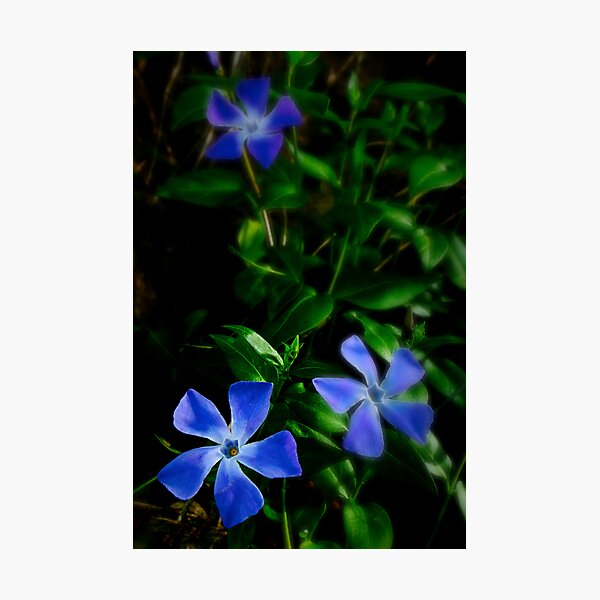 Reaching for the Light Photographic Print