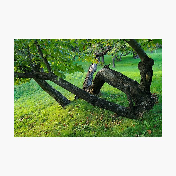 Item preview, Chestnut tree designed and sold by Patrick Morand.