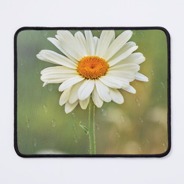 Item preview, Lovely marguerite  designed and sold by Shury Vision Art.