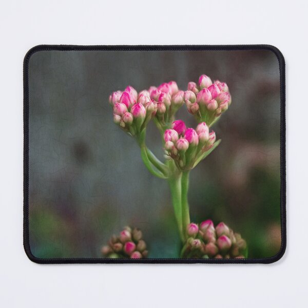 Item preview, Carnation flower designed and sold by Shury Vision Art.
