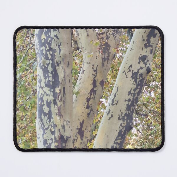Item preview, Plane Tree Branches in Fall Canopy designed and sold by Gaboro.