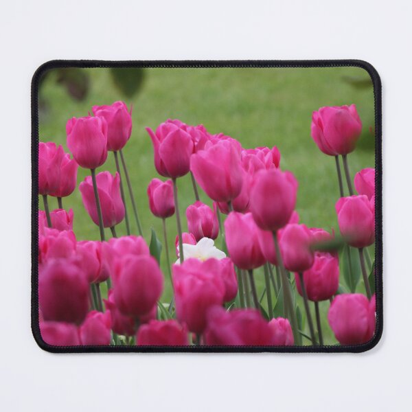 Item preview, Tulips in Jardin Palais Royale, Paris designed and sold by AFrenchCollection.