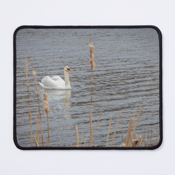 Item preview, Swan at McLaughlin Bay Wildlife Reserve, Ontario designed and sold by jrtwynam.