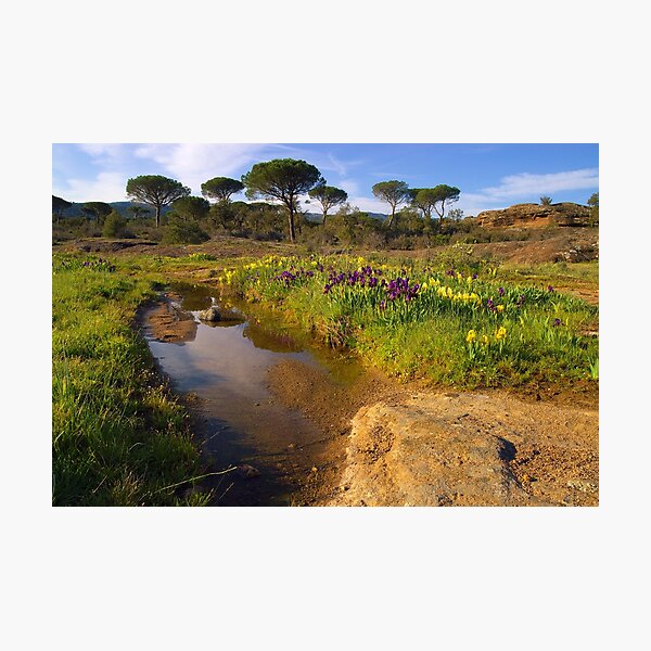 Item preview, Provence springtime designed and sold by Patrick Morand.