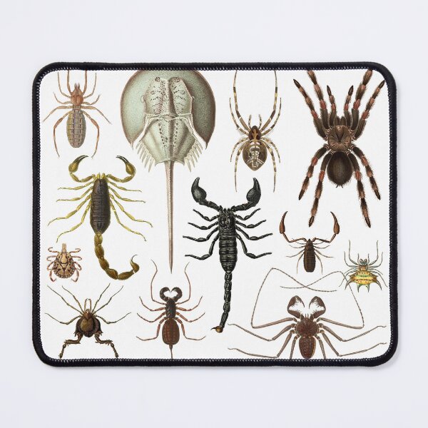 Item preview, Chelicerata designed and sold by diologic.