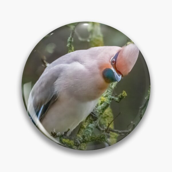 Item preview, Waxwing designed and sold by 1icreations.
