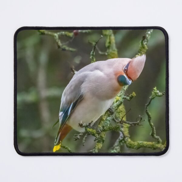 Item preview, Waxwing designed and sold by 1icreations.