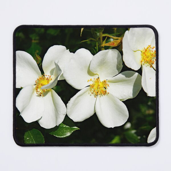 Item preview, Thorny rose or pimpernel designed and sold by manoloshoping.